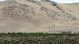 Citrus trees sit below a barren hillside in Tulare County in California's Central Valley. In year four of the drought, many farmers are getting only a fraction of their historic surface water supplies.