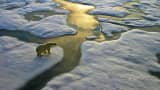 Polar bear on a wide surface of ice in the russian arctic close to Franz Josef Land.
