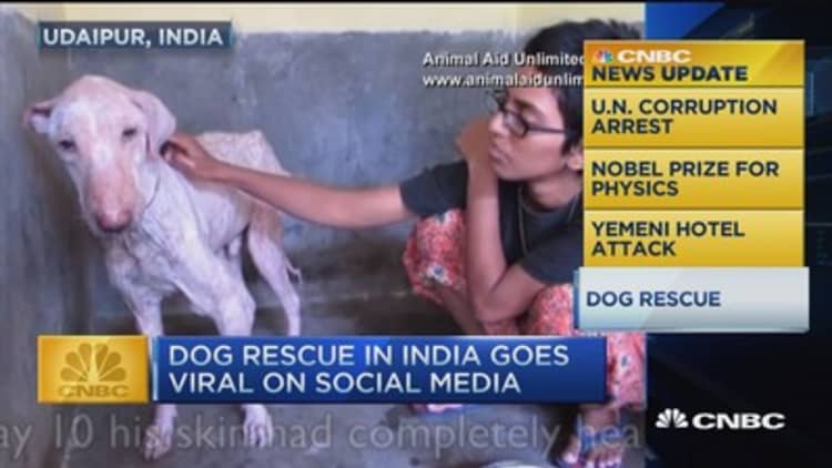 Dog rescue in India