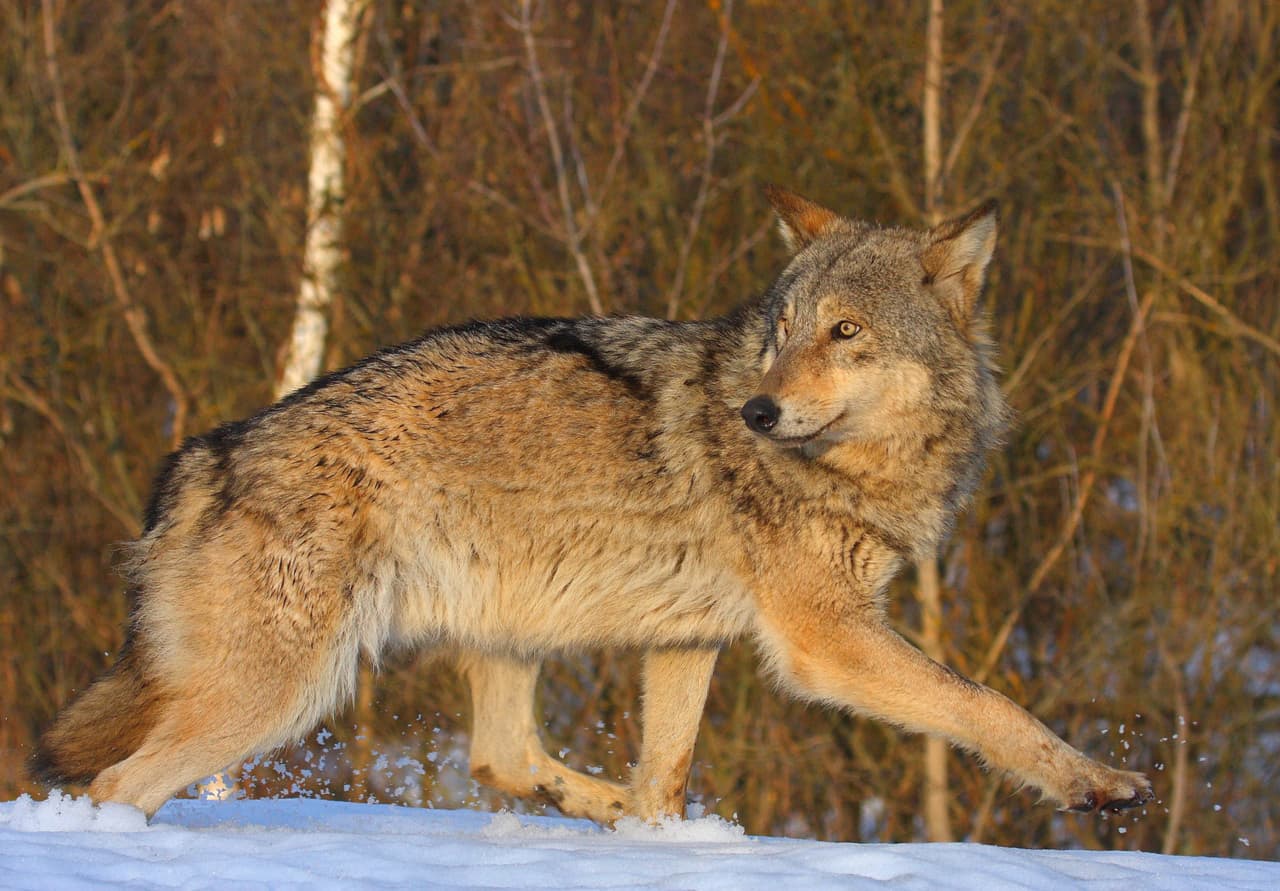 Free of humans, Chernobyl sees wildlife boom