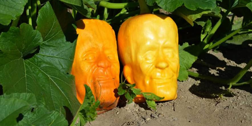 Farmer hits jackpot selling Frankenstein pumpkins