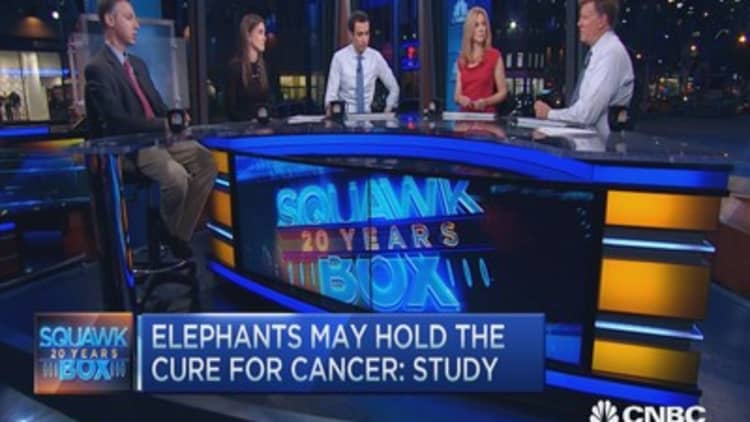 Why elephants may hold cure for cancer: Study