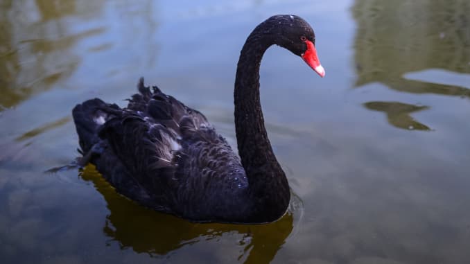 Premium: Black Swan 1