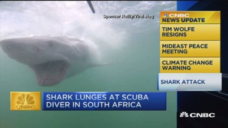 CNBC update: Shark attacks cage diver