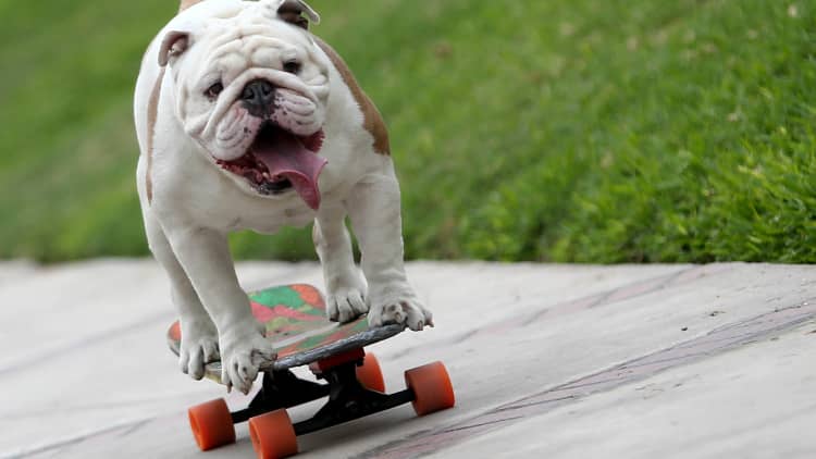 This bulldog broke a skateboarding world record 