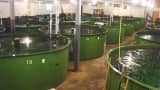 Genetically modified salmon are in tanks at the AquaBounty farm in Waltham, Massachusetts.