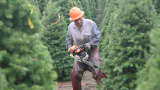 Christmas trees being harvested in Oregon, one of the largest state producers of trees.