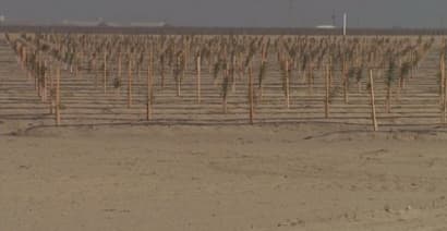 California growers flooding farms
