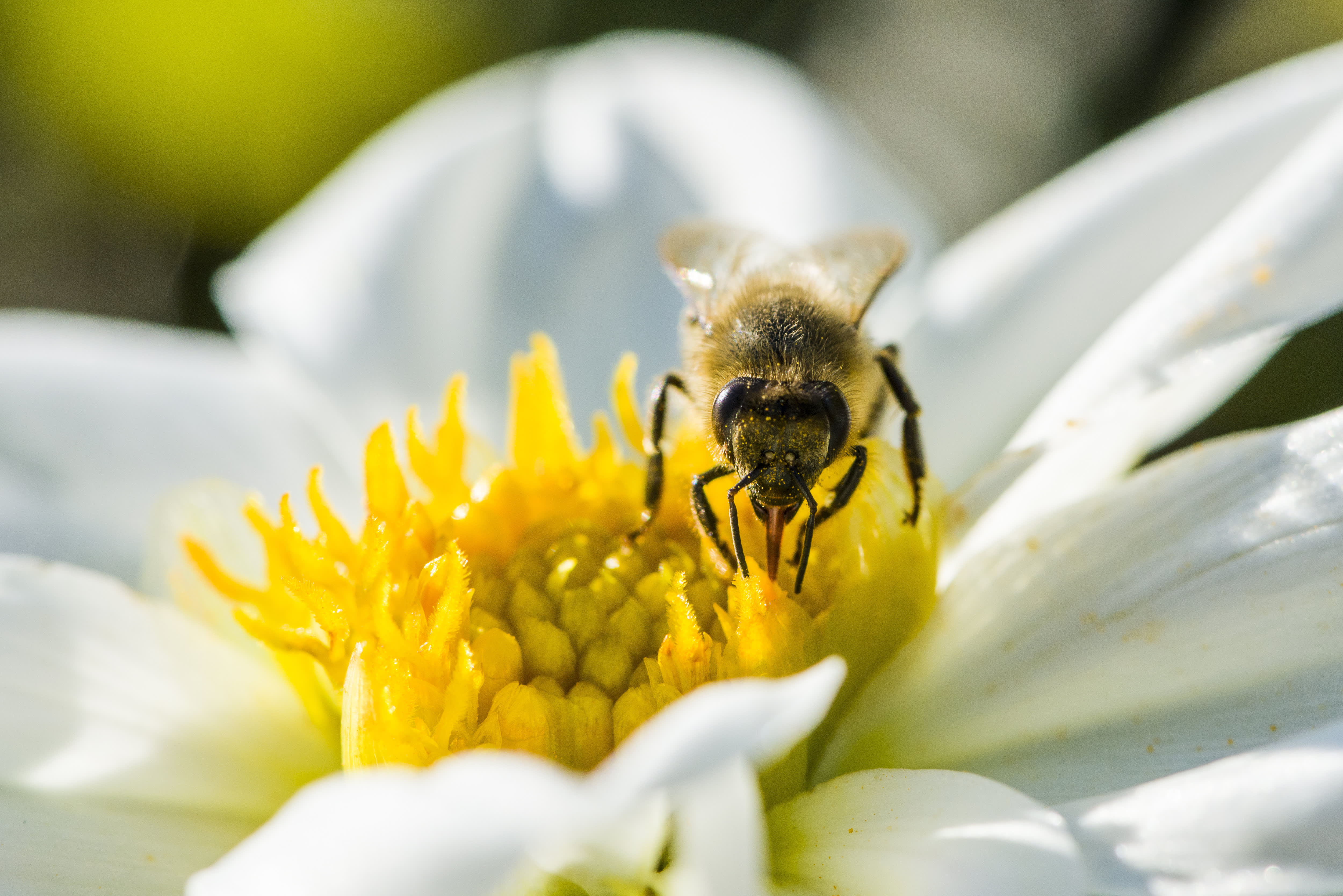 Wild bee populations dwindle in main US crop regions: study