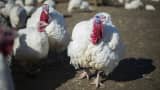 A bird flu outbreak affecting turkeys has been reported in Dubois County, Indiana on Jan. 15th, 2016. (File photo).