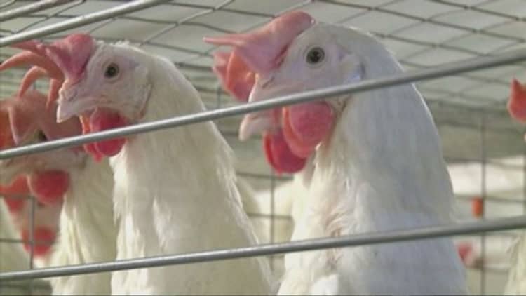 US government draws up emergency bird flu plan