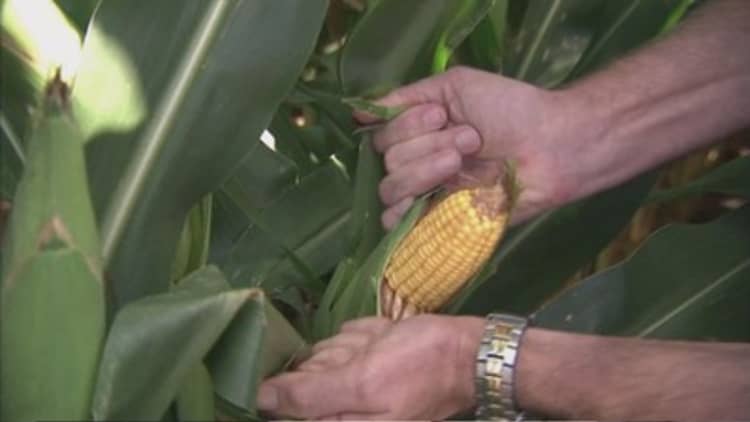 South Africans face corn conundrum 