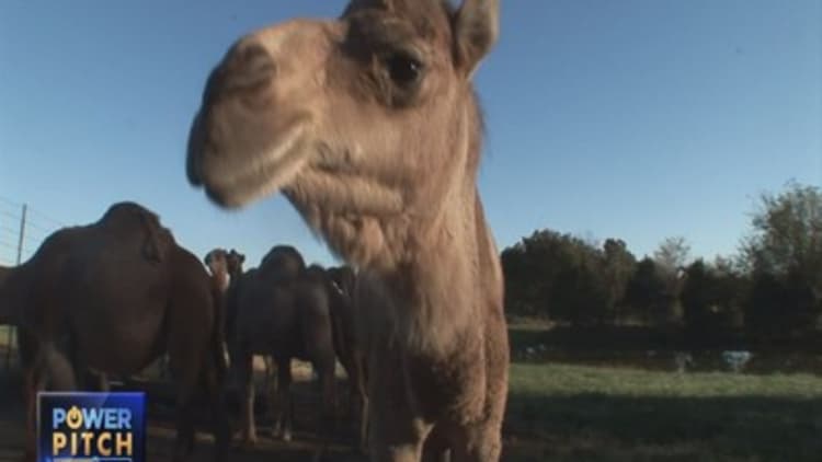 Start-up milks a camel for all its worth