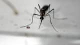 An Aedes Aegypti mosquito is photographed in a laboratory of control of epidemiological vectors in San Salvador, on January 27, 2016.
