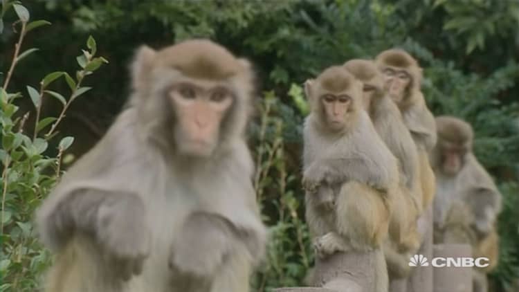 Meet Hong Kong's primate troublemakers