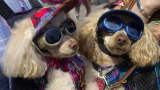 Toy poodles sporting a pair of Doggles, sunglasses for dogs.