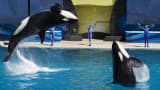 Trainers have Orca killer whales perform for the crowd during a show at the animal theme park SeaWorld in San Diego. (File photo).