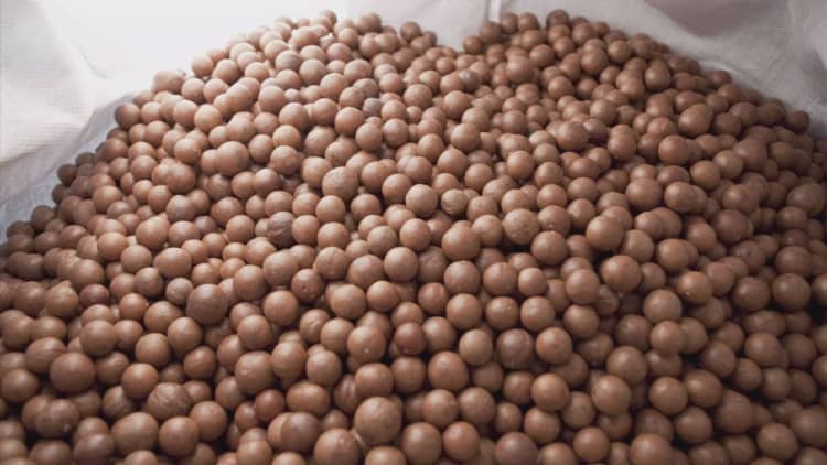 Raw macadamia nuts face possible salmonella contamination