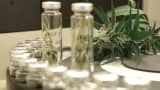 GW Pharmaceuticals cannabis laboratory