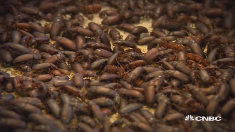 Insects: Food of the future?