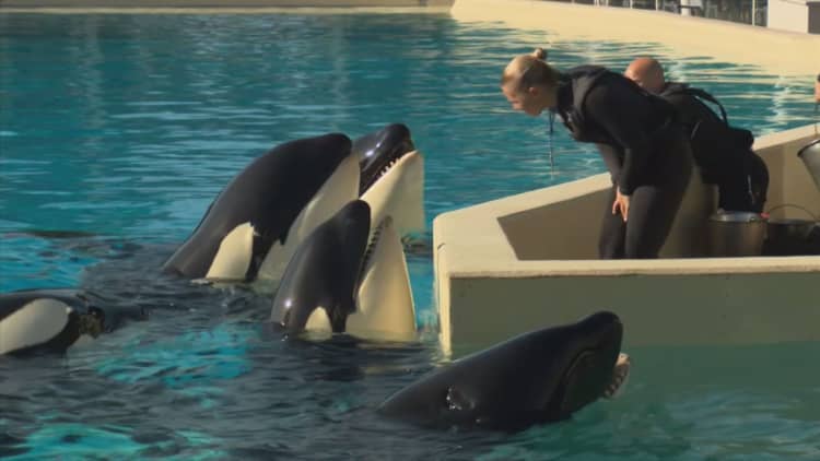 SeaWorld to end orca breeding