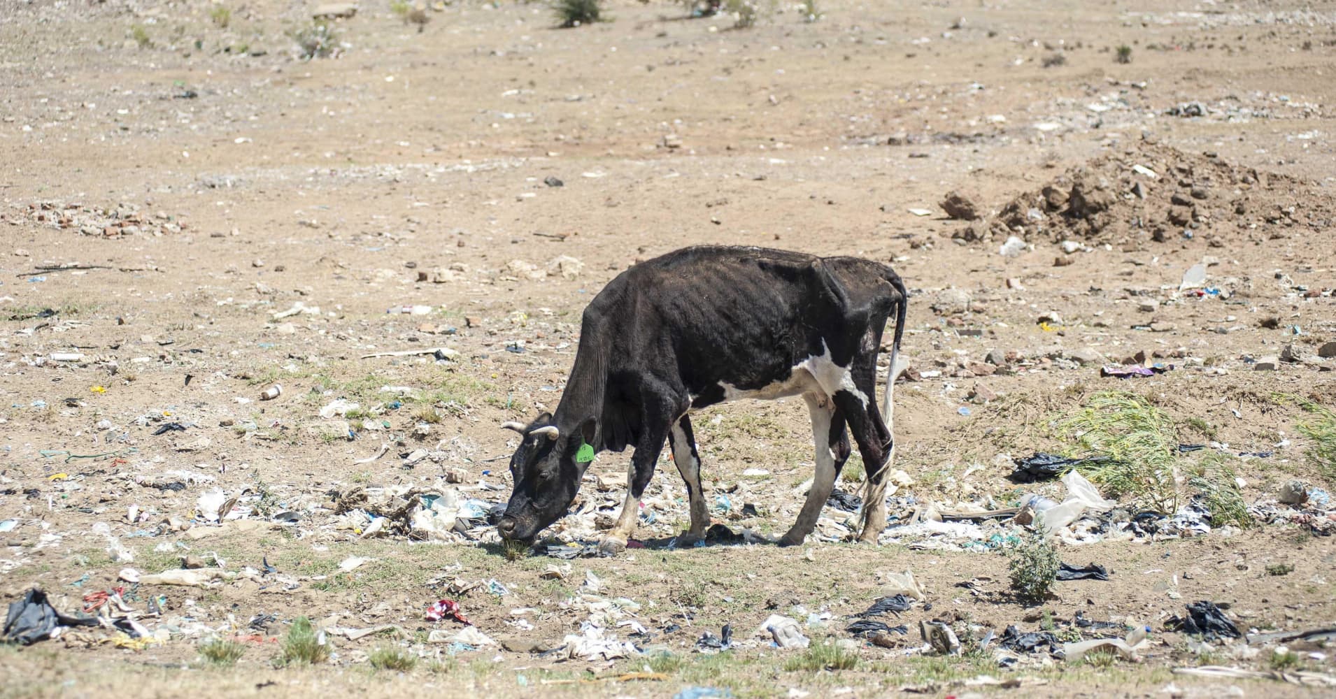 Livestock in Free State, South Africa are struggling to find water due to the drought.