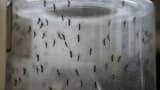 Aedes aegypti mosquitos are seen in a lab at the Fiocruz institute on January 26, 2016 in Recife, Pernambuco state, Brazil.
