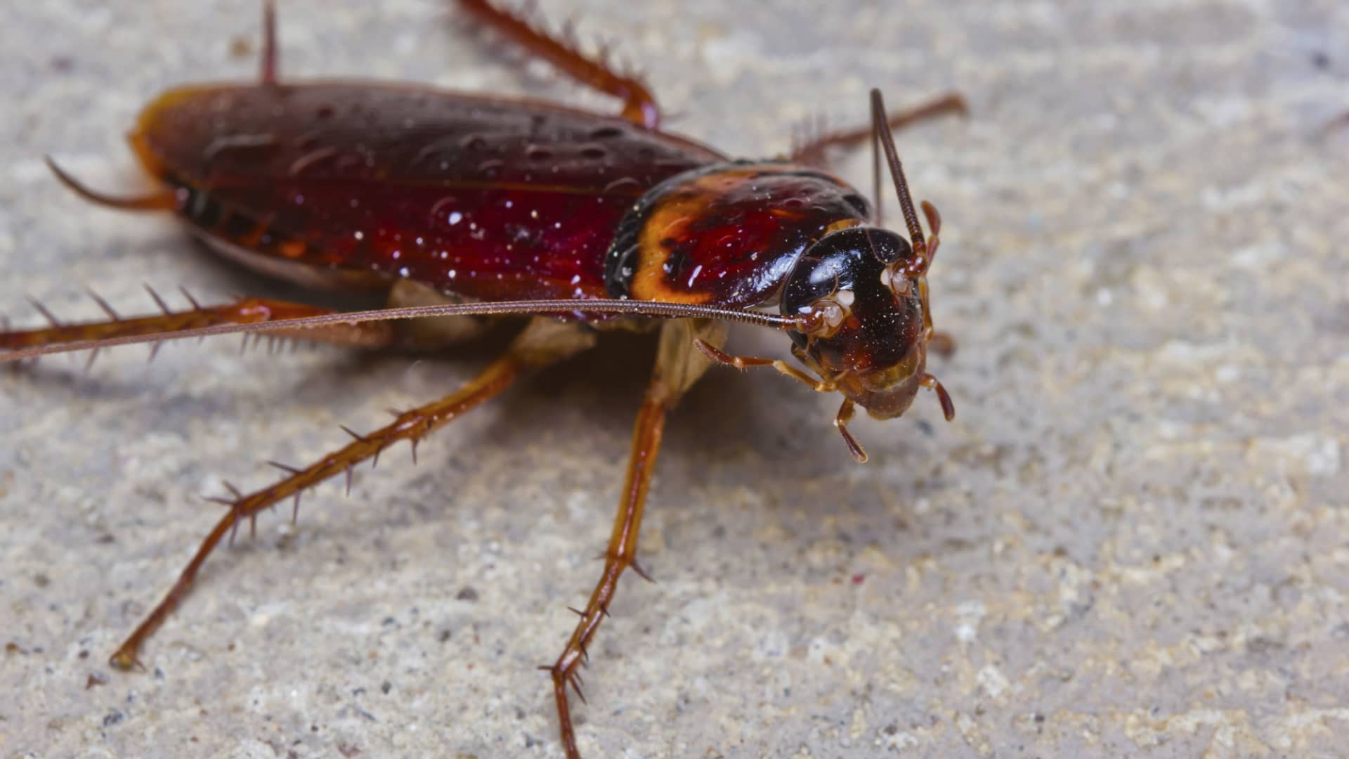 Cockroaches may fly because of heat, experts say