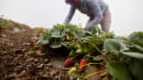 A laborer picks strawberries at J.R. Organics Farm in Escondido, California