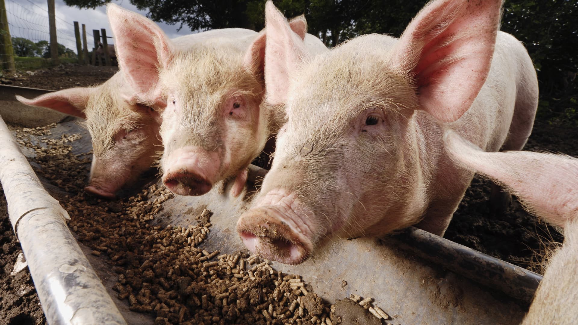Use of China animal feed in US raises concern amid swine fever in Asia