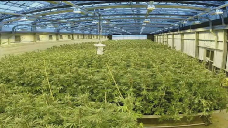'Pot stock' flying high this year