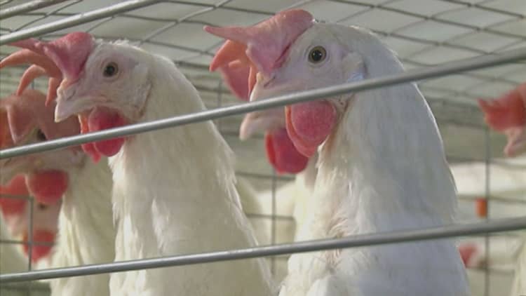 Bird flu forces Missouri farm to kill 39K turkeys