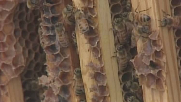 More honeybees are dying