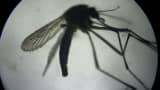 An aedes aegypti mosquitoes that carries the Zika virus