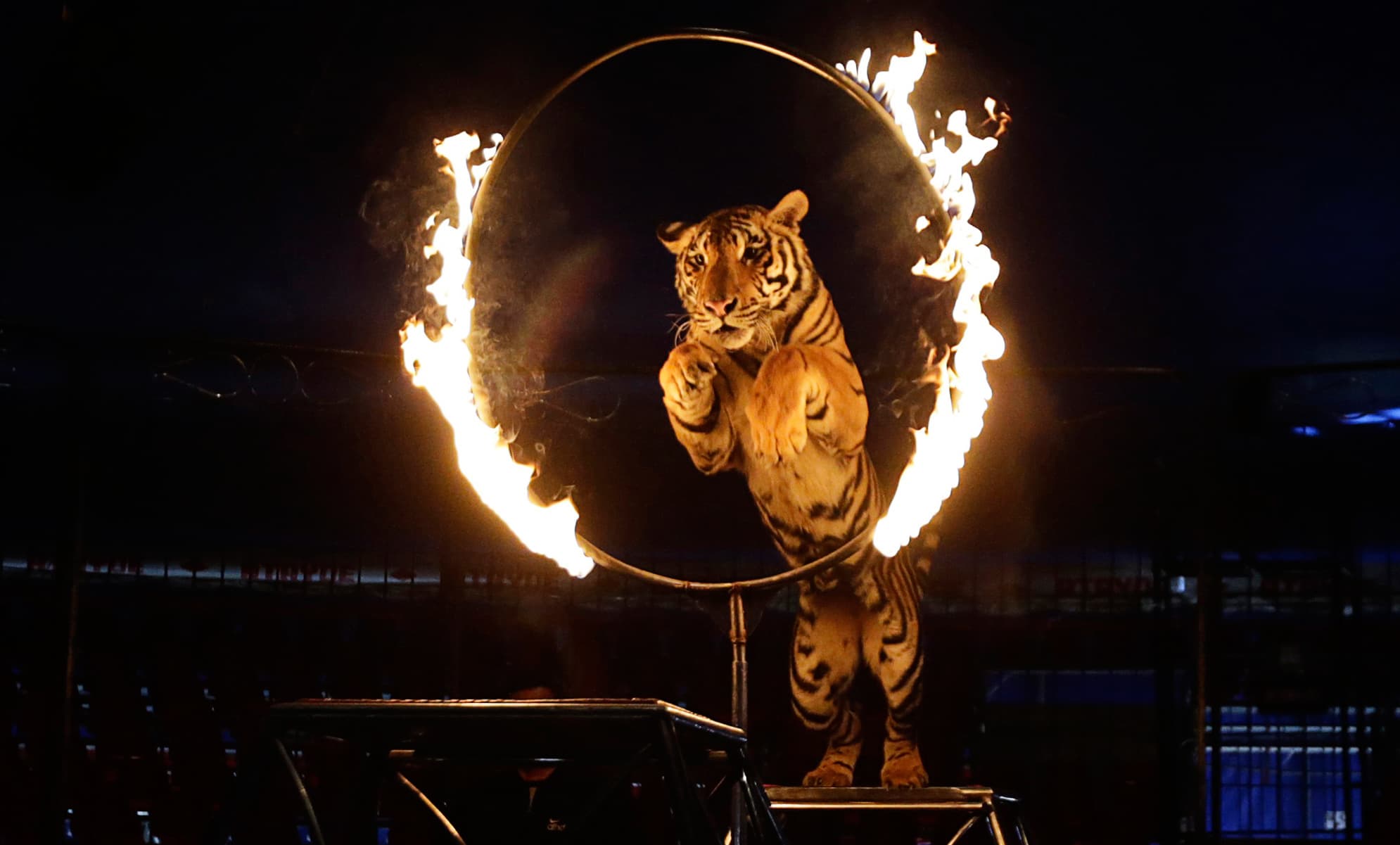 Circus lionized for cutting animal acts will bring them back