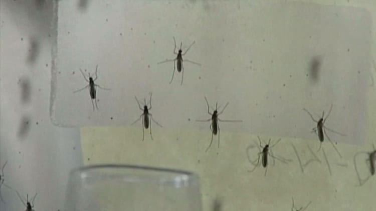 WHO suggests eight weeks of safe sex after visiting Zika areas