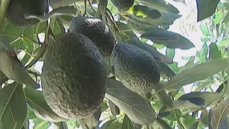 Soaring avocado demand fuels crime wave in New Zealand