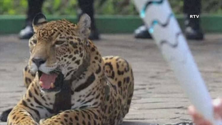 Jaguar from Olympic ceremony shot in Brazil