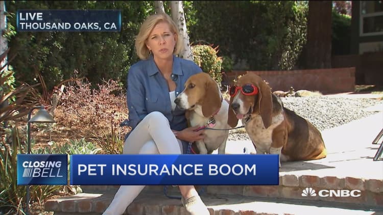Pet insurance boom