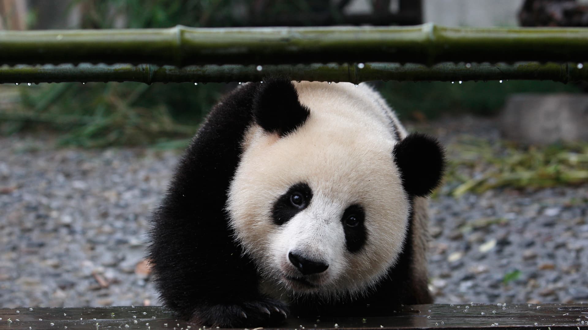 Forget global financial leaders, Chengdu's real stars are its pandas