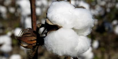 Cotton prices just hit a 10-year high. Here's what that means for retailers and consumers