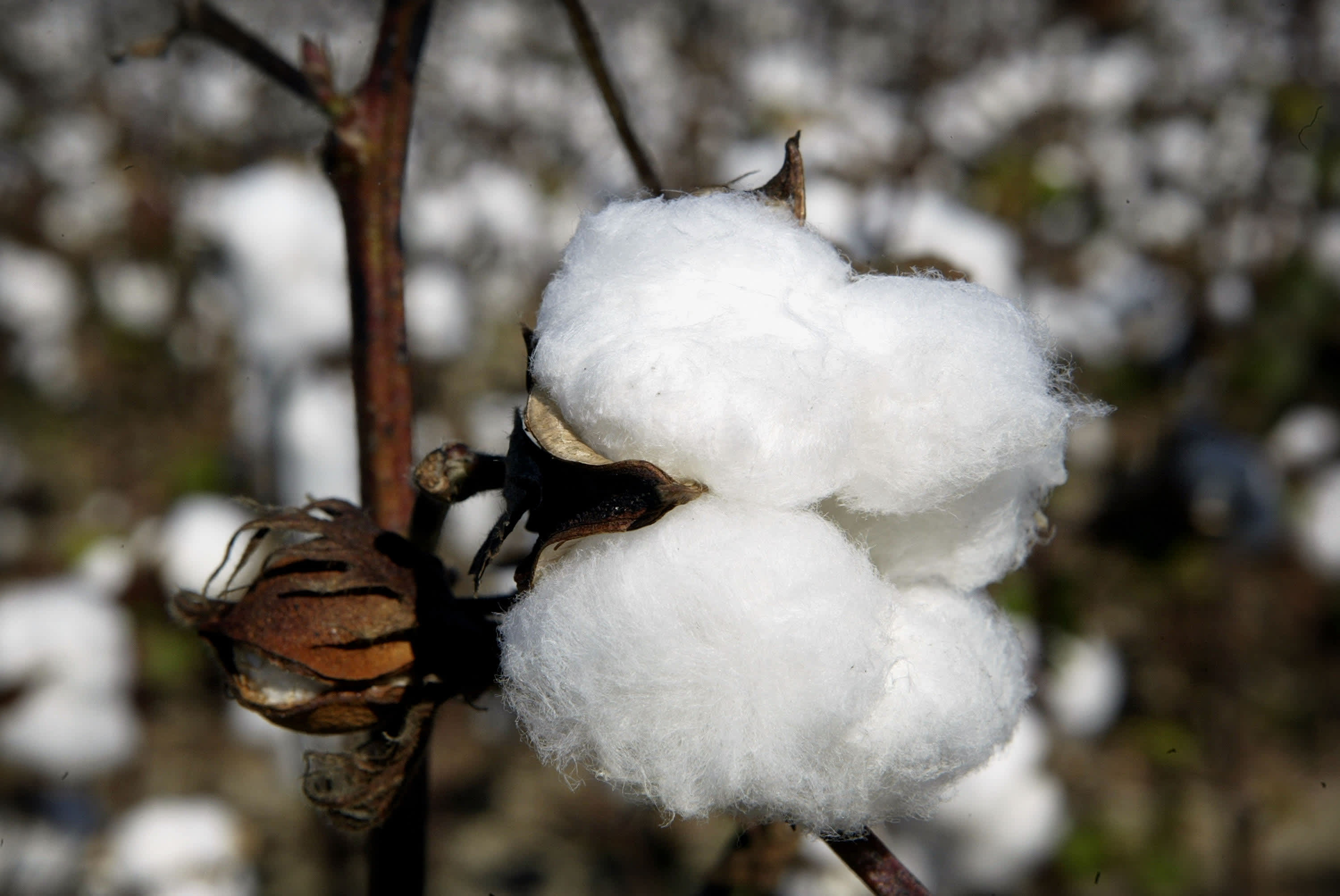 Cotton prices just hit a 10-year high. Here’s what that means for retailers and consumers
