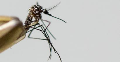 Will GMO mosquitoes hurt humans?