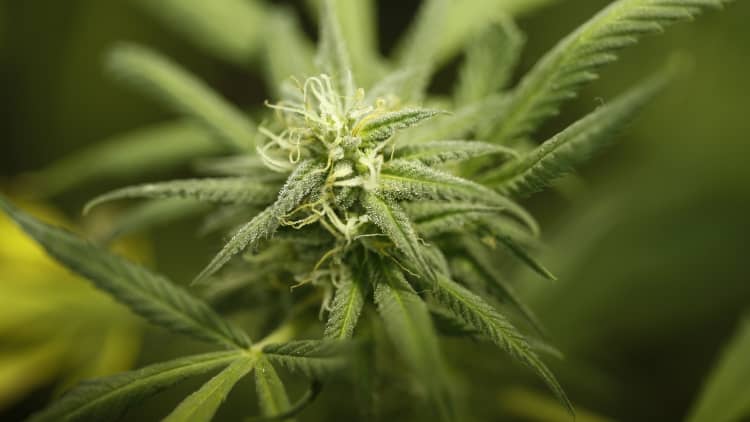 California's economy going to pot? State preps for recreational marijuana
