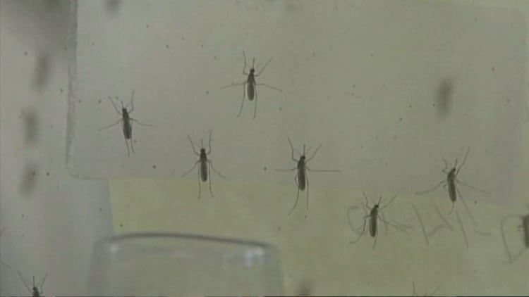 Zika cases in Singapore escalate