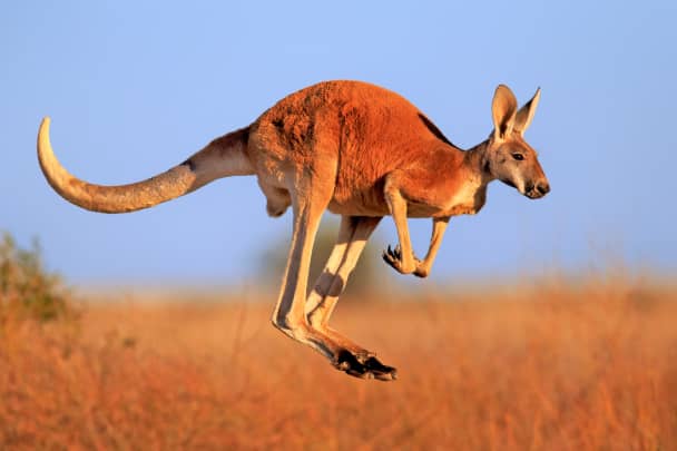 Premium: Kangaroo jumping
