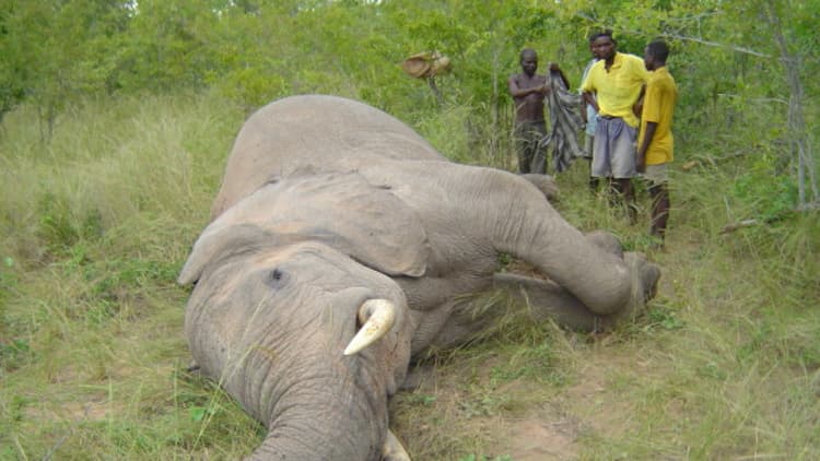 Africa's elephants in serious trouble