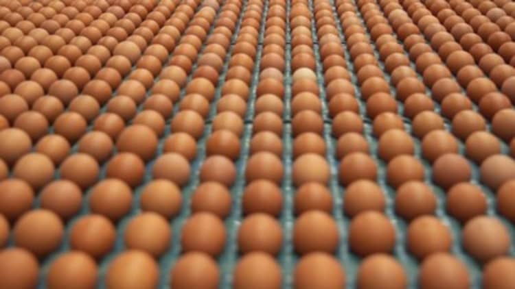 This wholesaler processes 201,600 eggs per hour with robots