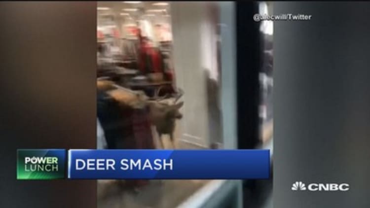 Deer escapes through store window