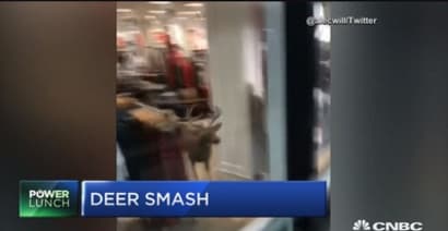 Deer escapes through store window